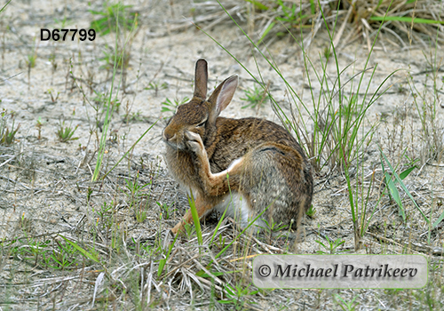 Eastern Cottontail (Sylvilagus floridanus)